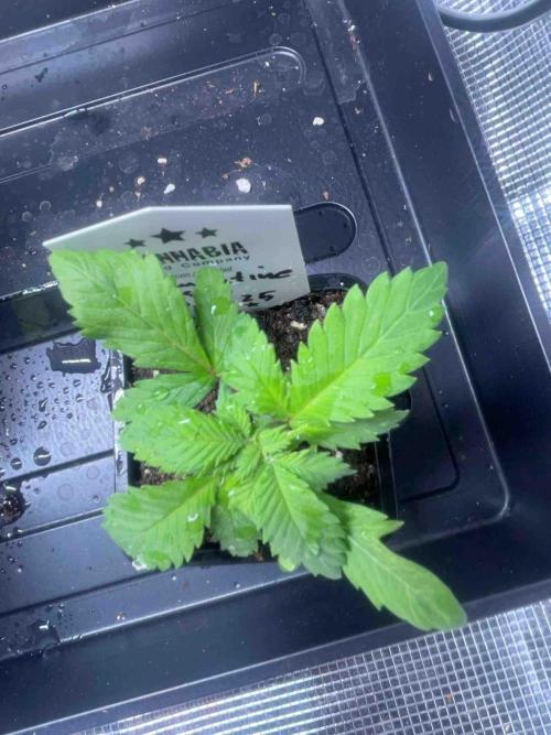 Grow Report Clementine Slush. Week 4 - #1
Tag:27