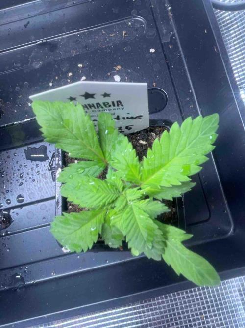 Grow Report Clementine Slush. Week 4 - #1
Tag:27