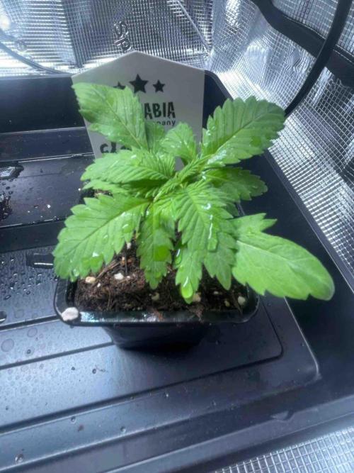 Grow Report Clementine Slush. Week 4 - #1
Tag:27