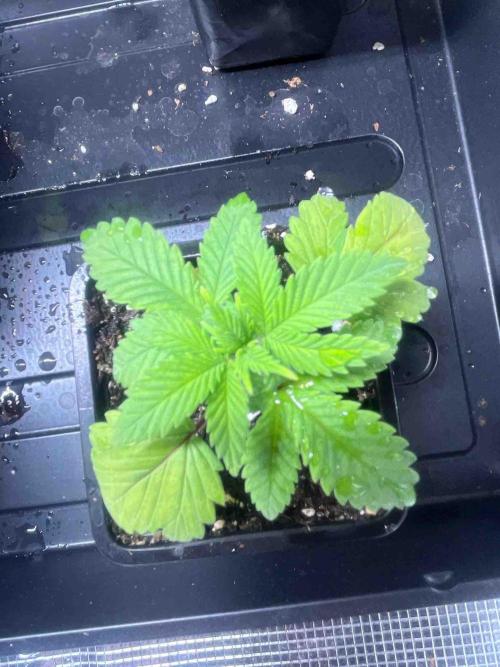 Grow Report Clementine Slush. Week 4 - #2
Tag:27