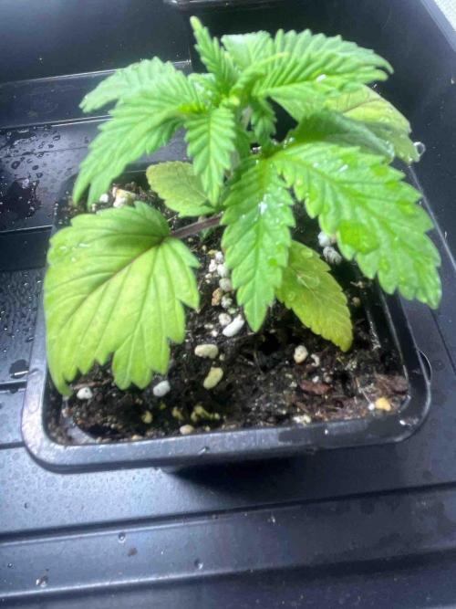 Grow Report Clementine Slush. Week 4 - #2
Tag:27