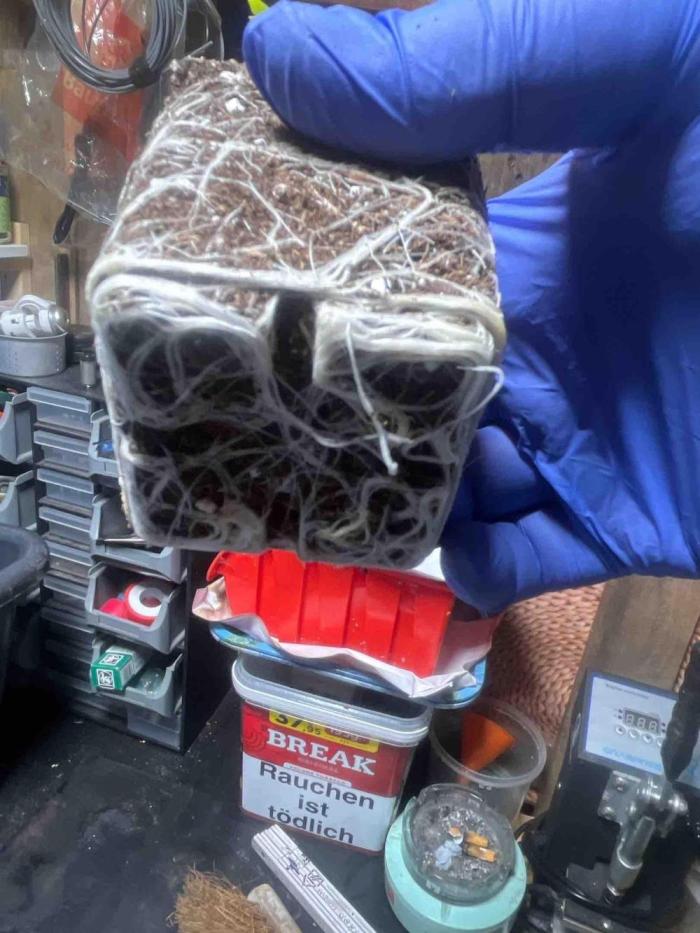 Grow Report Clementine Slush. Week 6 - #1
Tag:38