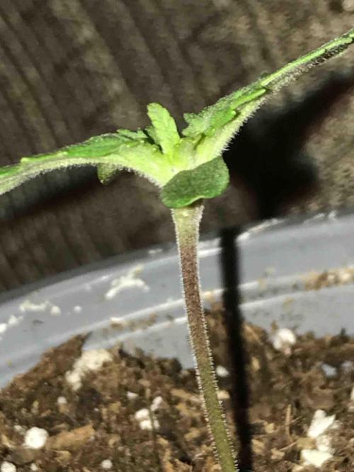 Seeds Mafia Sponsor Growing. Week 2 - #1
Tag: