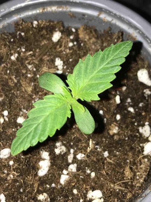 Seeds Mafia Sponsor Growing. Week 2 - #1
Tag:11