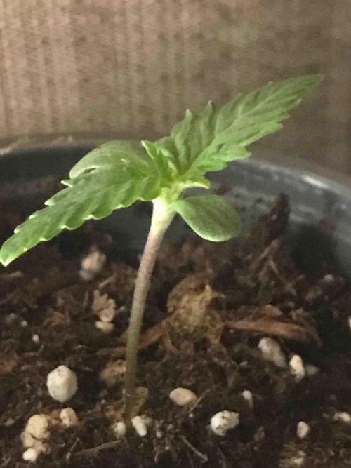 Seeds Mafia Sponsor Growing. Week 2 - #1
Tag:11