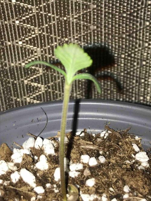 Seeds Mafia Sponsor Growing. Week 2 - #2
Tag:11