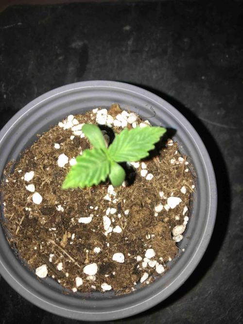 Seeds Mafia Sponsor Growing. Week 2 - #2
Tag:11