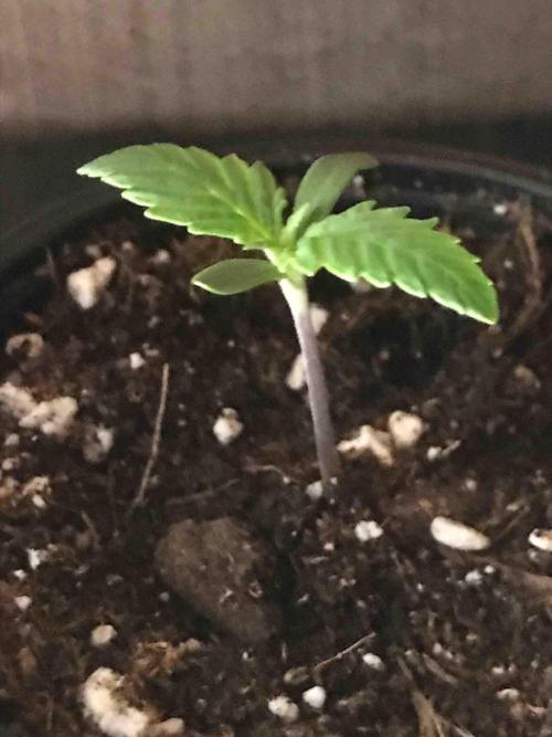 Seeds Mafia Sponsor Growing. Week 2 - #3
Tag:11
