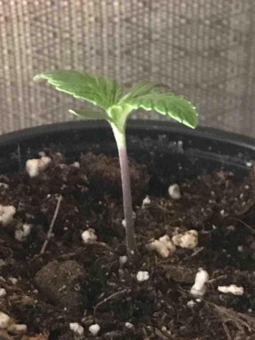 Seeds Mafia Sponsor Growing. Week 2 - #3
Tag:11