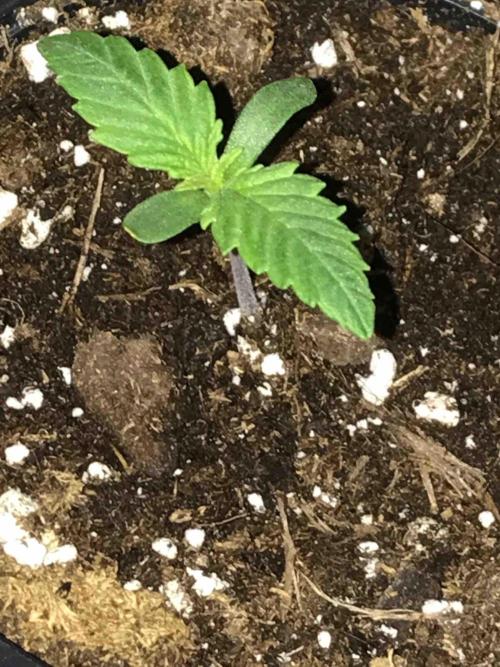 Seeds Mafia Sponsor Growing. Week 2 - #3
Tag:11