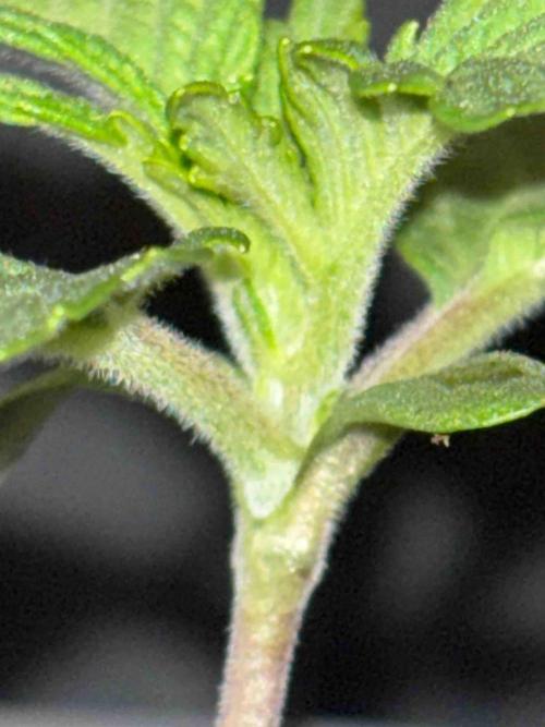 Seeds Mafia Sponsor Growing. Week 2 - #1
Tag:14