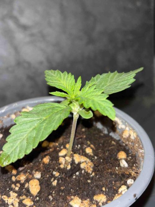 Seeds Mafia Sponsor Growing. Week 2 - #1
Tag:14