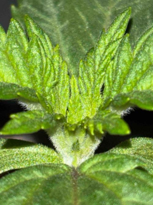 Seeds Mafia Sponsor Growing. Week 2 - #1
Tag:14