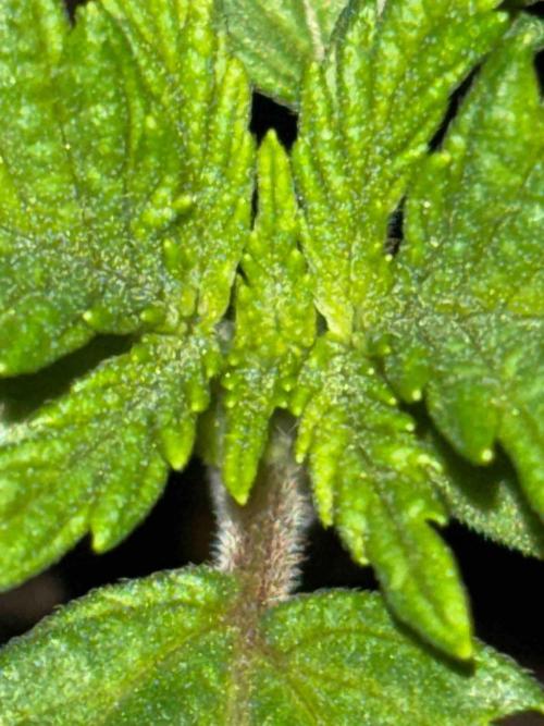 Seeds Mafia Sponsor Growing. Week 2 - #1
Tag:14