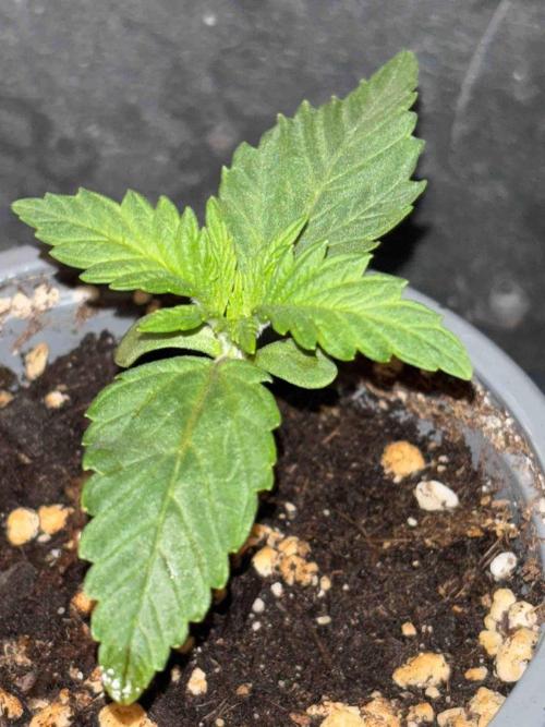 Seeds Mafia Sponsor Growing. Week 2 - #1
Tag:14