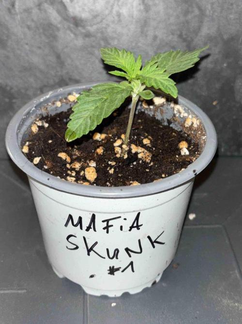 Seeds Mafia Sponsor Growing. Week 2 - #1
Tag:14