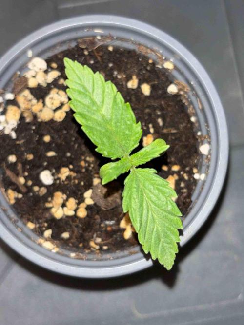 Seeds Mafia Sponsor Growing. Week 2 - #2
Tag:14