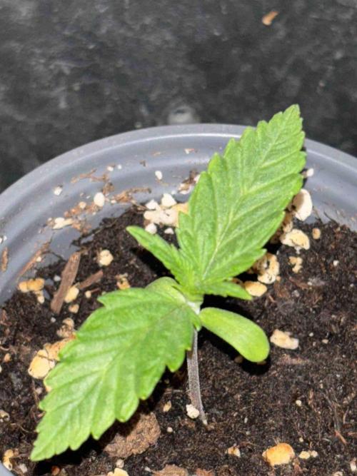 Seeds Mafia Sponsor Growing. Week 2 - #2
Tag:14