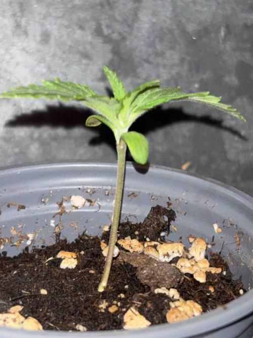 Seeds Mafia Sponsor Growing. Week 2 - #2
Tag:14