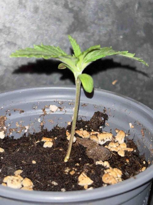 Seeds Mafia Sponsor Growing. Week 2 - #2
Tag:14