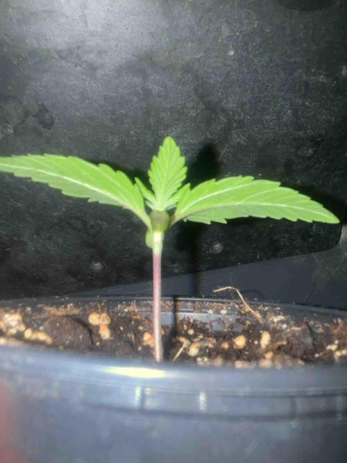 Seeds Mafia Sponsor Growing. Week 2 - #3
Tag:14