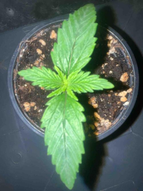 Seeds Mafia Sponsor Growing. Week 2 - #3
Tag:14