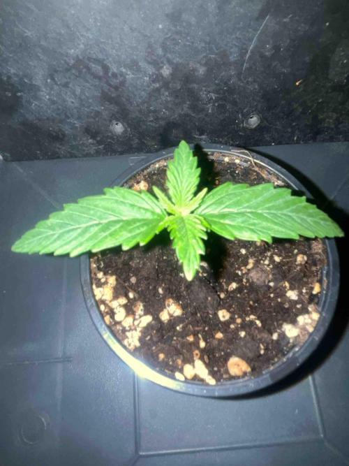 Seeds Mafia Sponsor Growing. Week 2 - #3
Tag:14