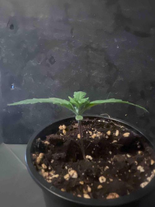 Seeds Mafia Sponsor Growing. Week 2 - #3
Tag:14