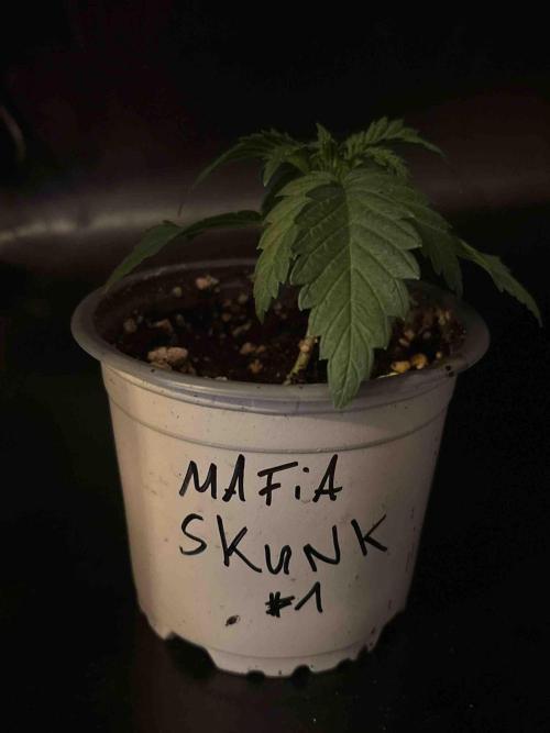 Seeds Mafia Sponsor Growing. Week 3 - #1
Tag:20