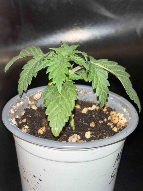 Seeds Mafia Sponsor Growing. Week 3 - #1
Tag:20