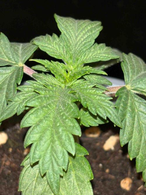 Seeds Mafia Sponsor Growing. Week 3 - #1
Tag:20