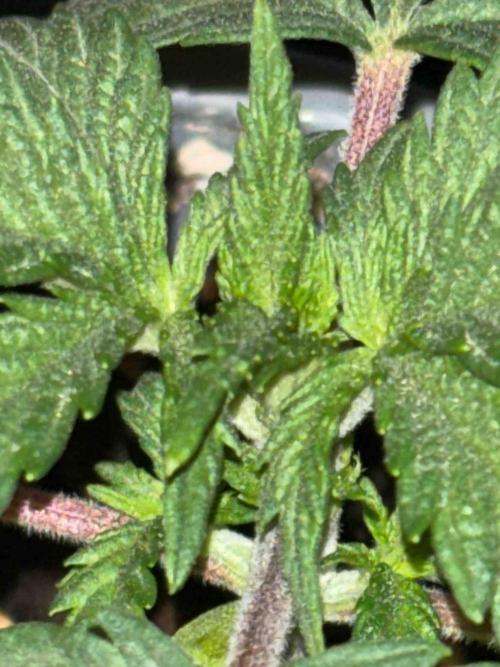 Seeds Mafia Sponsor Growing. Week 3 - #1
Tag:20