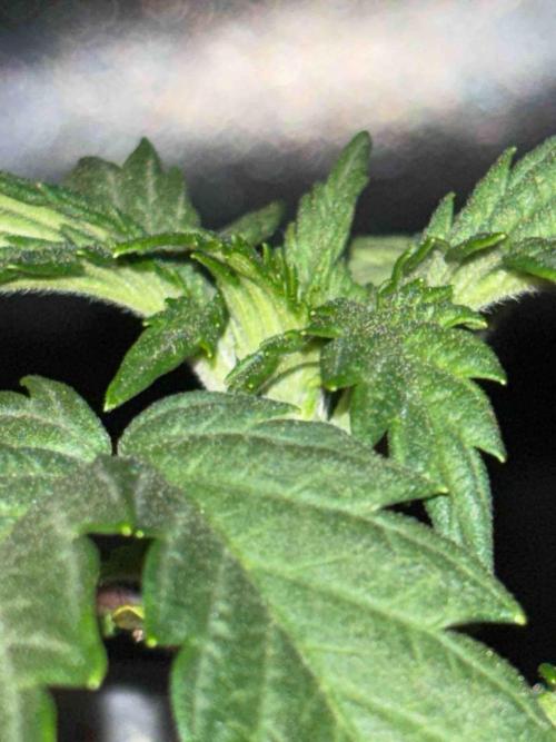 Seeds Mafia Sponsor Growing. Week 3 - #1
Tag:20