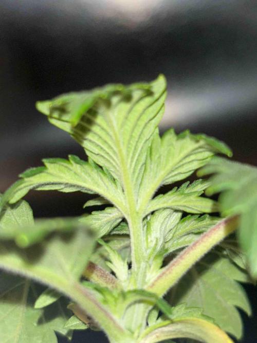 Seeds Mafia Sponsor Growing. Week 3 - #1
Tag:20