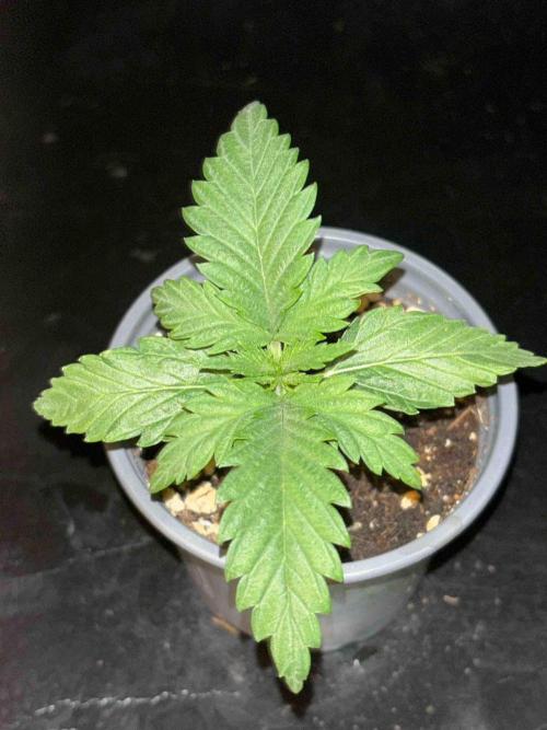 Seeds Mafia Sponsor Growing. Week 3 - #2
Tag:20