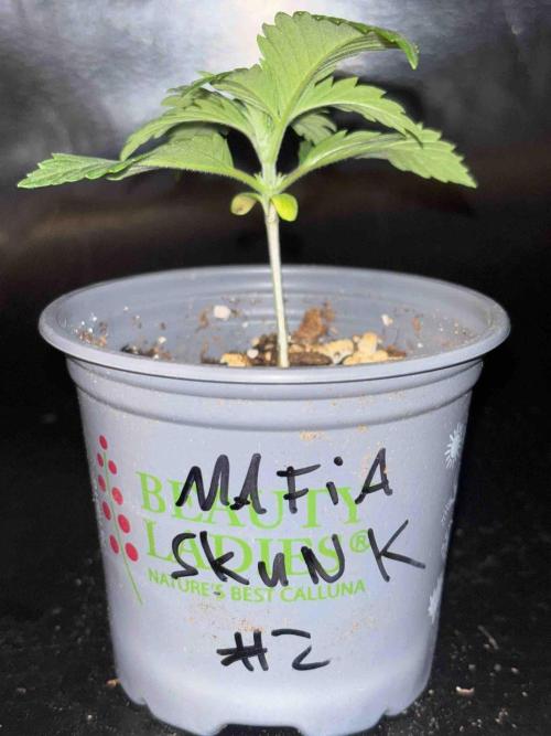 Seeds Mafia Sponsor Growing. Week 3 - #2
Tag:20