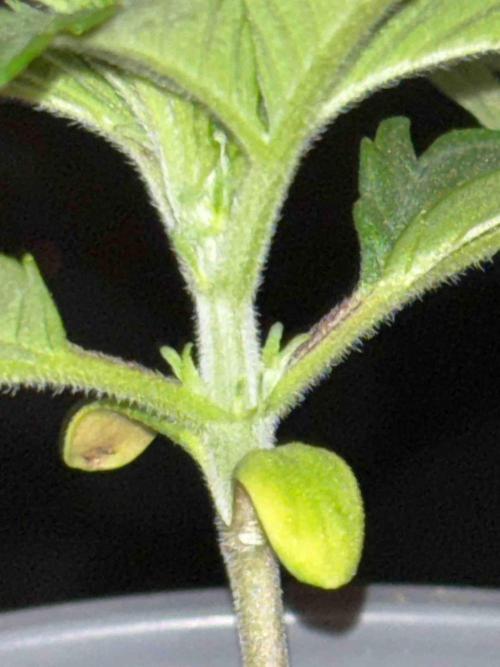 Seeds Mafia Sponsor Growing. Week 3 - #2
Tag:20