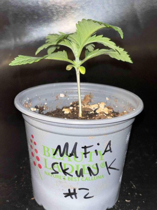 Seeds Mafia Sponsor Growing. Week 3 - #2
Tag:20