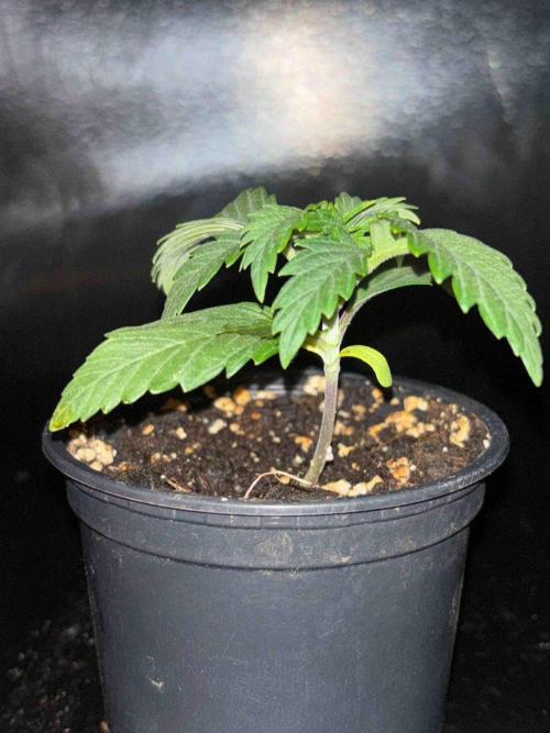 Seeds Mafia Sponsor Growing. Week 3 - #3
Tag:20