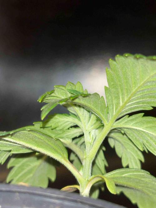 Seeds Mafia Sponsor Growing. Week 3 - #3
Tag:20