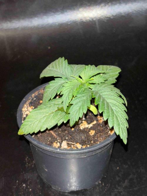 Seeds Mafia Sponsor Growing. Week 3 - #3
Tag:20