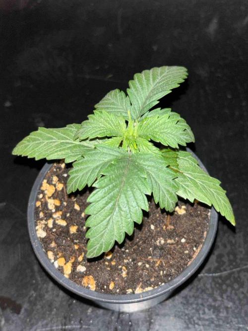 Seeds Mafia Sponsor Growing. Week 3 - #3
Tag:20