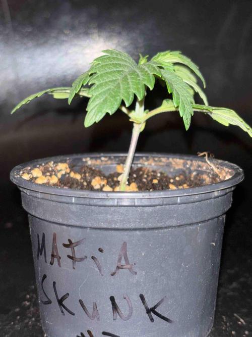 Seeds Mafia Sponsor Growing. Week 3 - #3
Tag:20