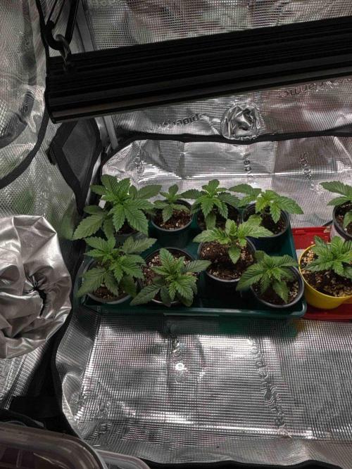 Seeds Mafia Sponsor Growing. Week 4