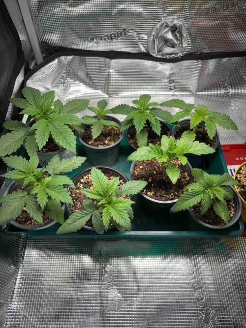 Seeds Mafia Sponsor Growing. Week 4