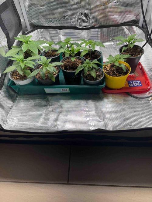 Seeds Mafia Sponsor Growing. Week 4