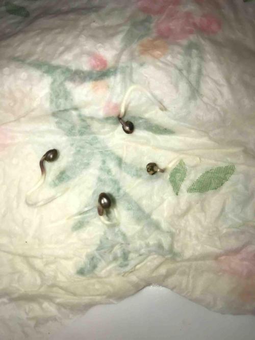 Eternity Grow Cup 2026. Week 0