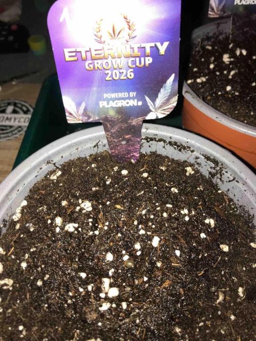 Eternity Grow Cup 2026. Week 0 - #1
Tag:5