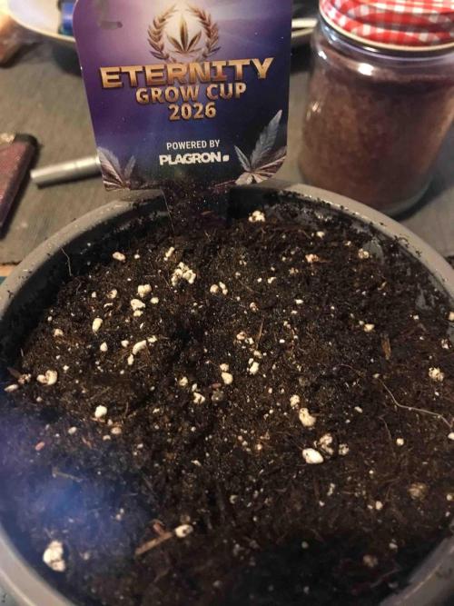Eternity Grow Cup 2026. Week 0 - #2
Tag:5