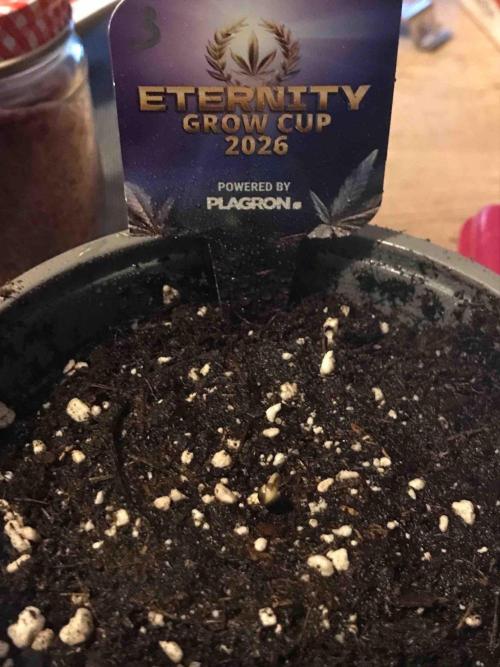 Eternity Grow Cup 2026. Week 0 - #3
Tag:5